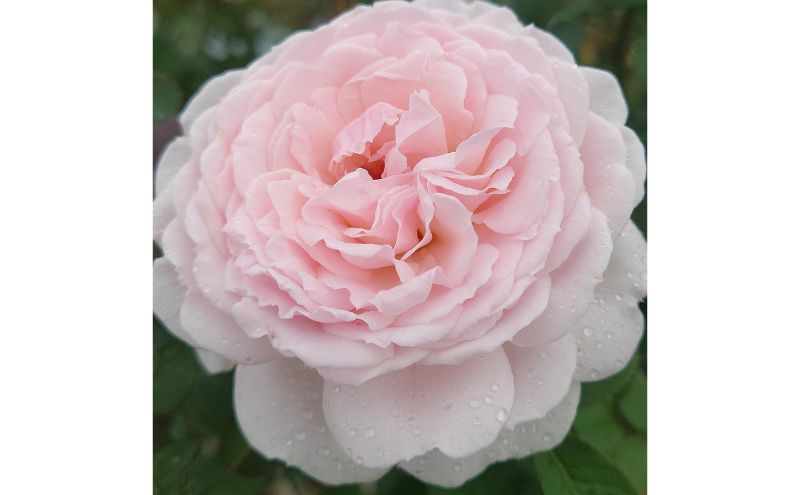 【Apple Roses】バラ苗『いのり』新苗育成苗6号ポット植え[52211011]