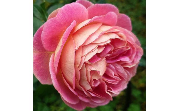 【Apple Roses】バラ苗『スピリット・オブ・ワンダー』大苗6号ポット植え[52210933]