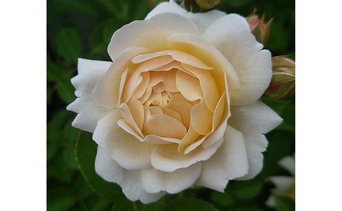 【Apple Roses】バラ苗『ミルフィオーリ』大苗6号ポット植え[52210934]