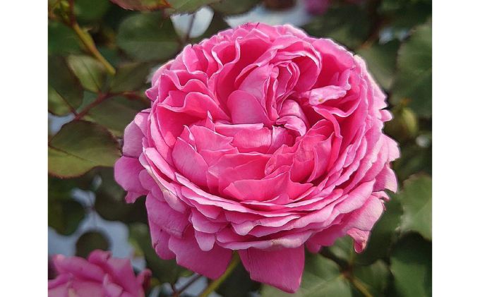 【Apple Roses】バラ苗『メルヘン・クーゲル』大苗6号ポット植え[52210935]