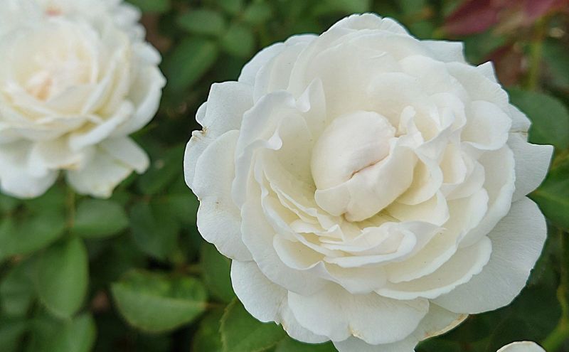 【Apple Roses】バラ苗『モーニング・ベルズ』大苗6号ポット植え[52210937]