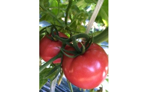 【完熟とまとの新井園】桃太郎トマト 2kg[52210248]