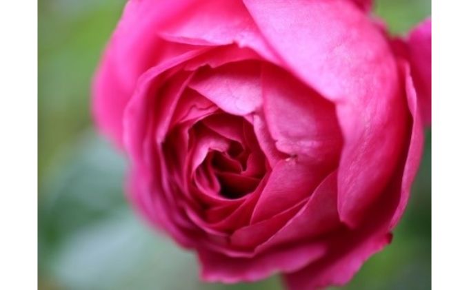 【Apple Roses】バラ苗『マイスタージンガー』大苗6号ポット植え[52210518]