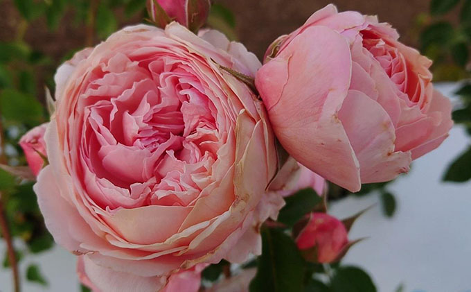 【Apple Roses】バラ苗『アルカーナ』大苗6号ポット植え[52210661]