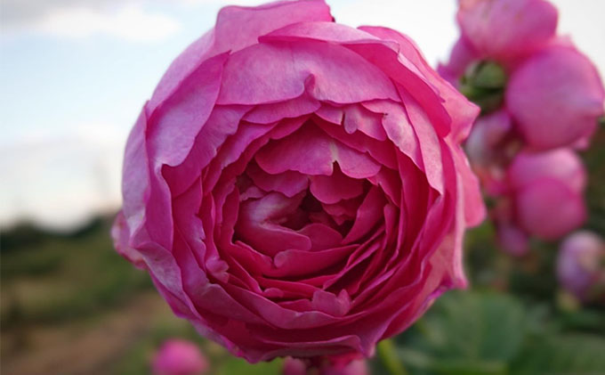 【Apple Roses】バラ苗『浮世』大苗6号ポット植え[52210662]