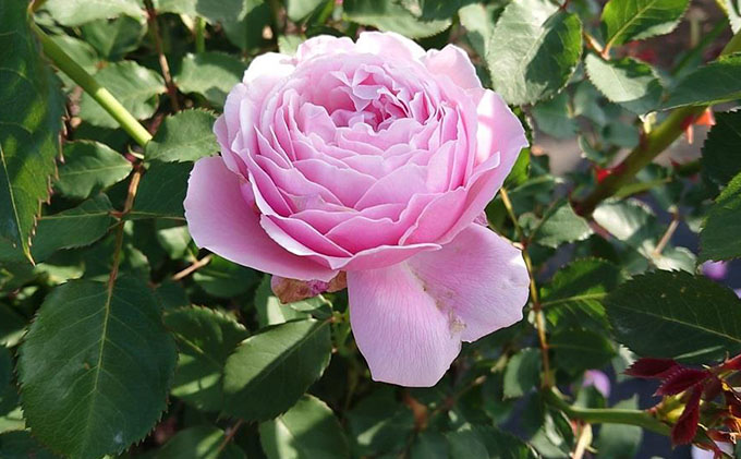 【Apple Roses】バラ苗『ストロベリー・スウィング』大苗6号ポット植え[52210664]