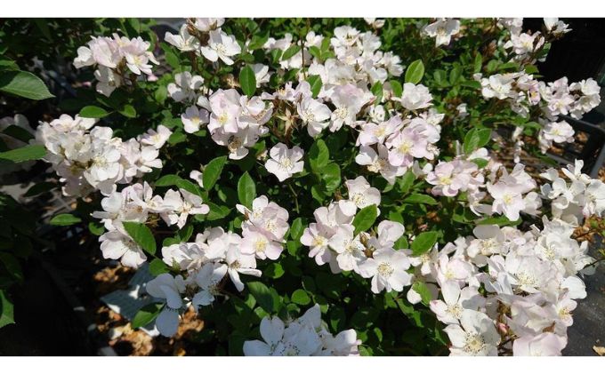 【Apple Roses】バラ苗『ののこ』大苗6号ポット植え[52210779]