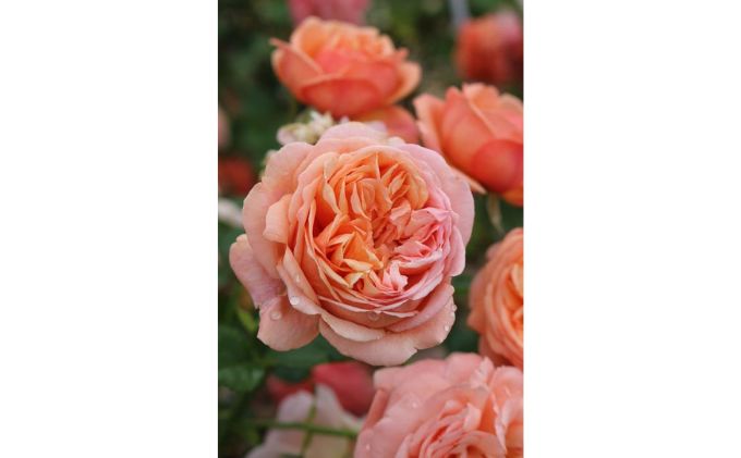 【Apple Roses】バラ苗『パウル・クレー』大苗6号ポット植え[52210780]