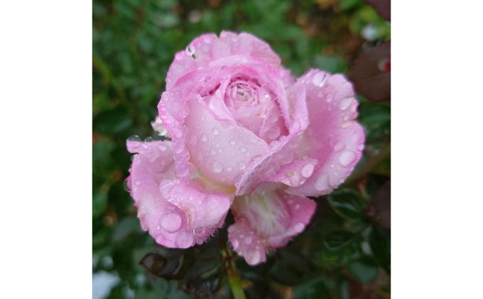 【Apple Roses】バラ苗『ラフ・メイカー』大苗6号ポット植え[52210782]