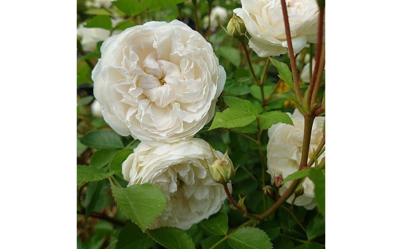 【Apple Roses】バラ苗『ノーブル・ハート』新苗育成苗6号ポット植え[52211010]