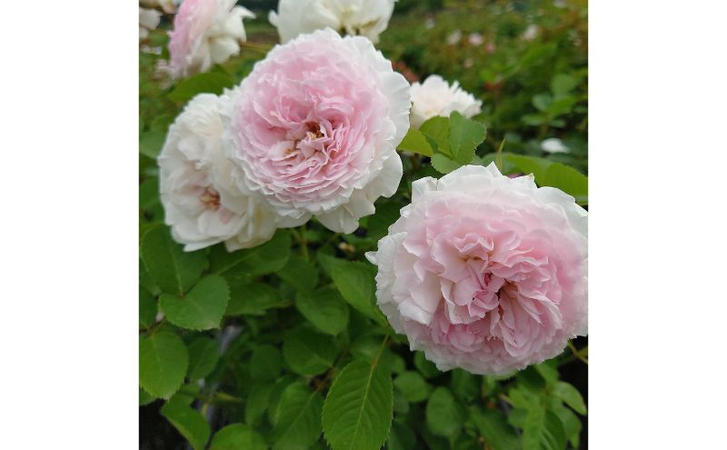 【Apple Roses】バラ苗『いのり』新苗育成苗6号ポット植え[52211011]