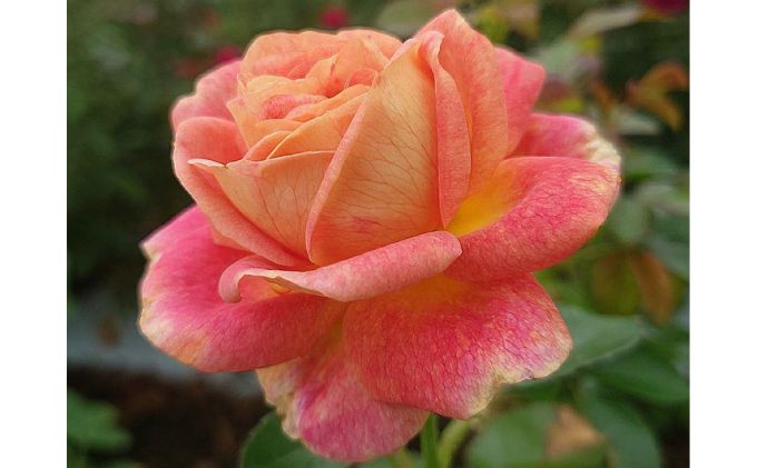 【Apple Roses】バラ苗『スピリット・オブ・ワンダー』大苗6号ポット植え[52210933]