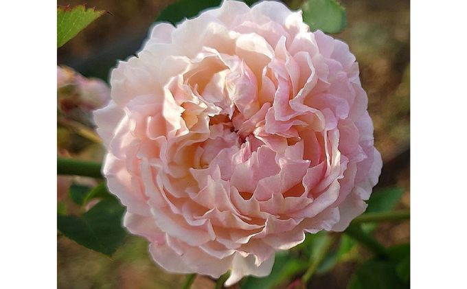 【Apple Roses】バラ苗『ミルフィオーリ』大苗6号ポット植え[52210934]