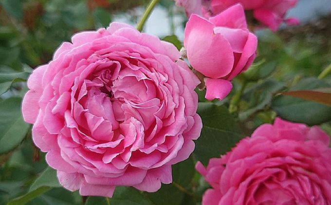 【Apple Roses】バラ苗『メルヘン・クーゲル』大苗6号ポット植え[52210935]