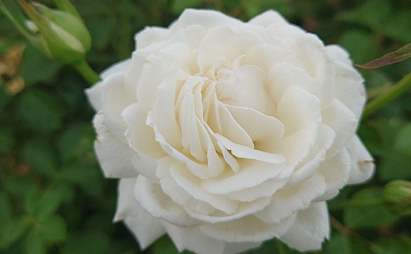 【Apple Roses】バラ苗『モーニング・ベルズ』大苗6号ポット植え[52210937]