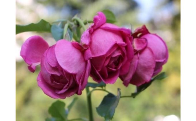 【Apple Roses】バラ苗『マイスタージンガー』大苗6号ポット植え[52210518]