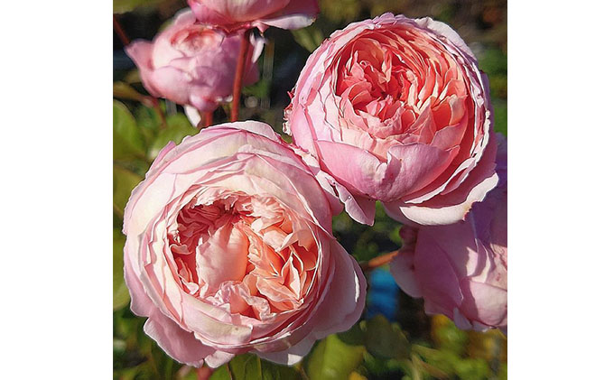 【Apple Roses】バラ苗『アルカーナ』大苗6号ポット植え[52210661]