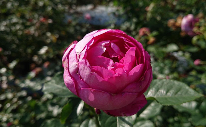 【Apple Roses】バラ苗『浮世』大苗6号ポット植え[52210662]