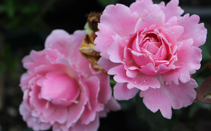 【Apple Roses】バラ苗『ストロベリー・スウィング』大苗6号ポット植え[52210664]