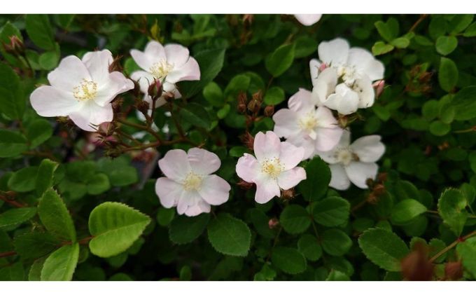 【Apple Roses】バラ苗『ののこ』大苗6号ポット植え[52210779]