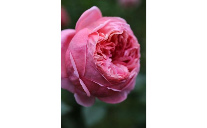 【Apple Roses】バラ苗『パウル・クレー』大苗6号ポット植え[52210780]