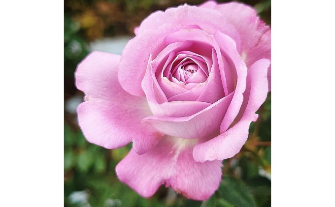 【Apple Roses】バラ苗『ラフ・メイカー』大苗6号ポット植え[52210782]