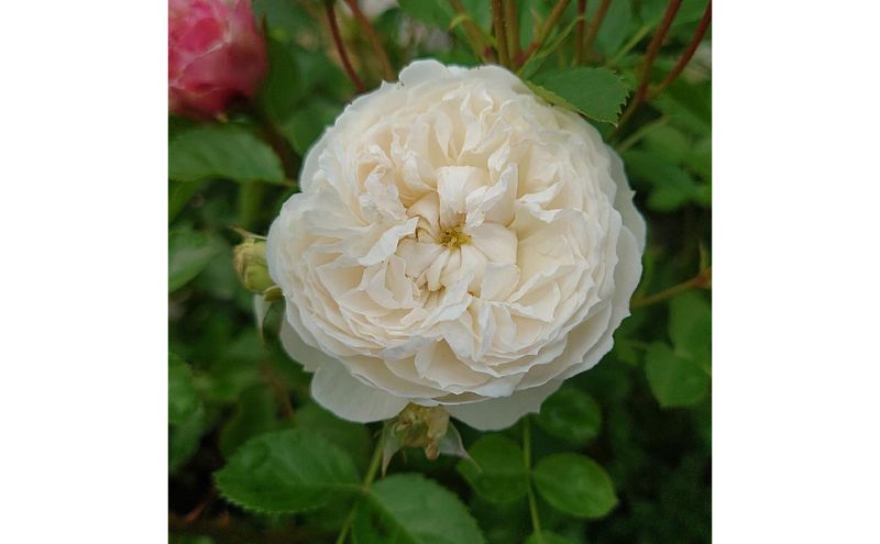 【Apple Roses】バラ苗『ノーブル・ハート』新苗育成苗6号ポット植え[52211010]