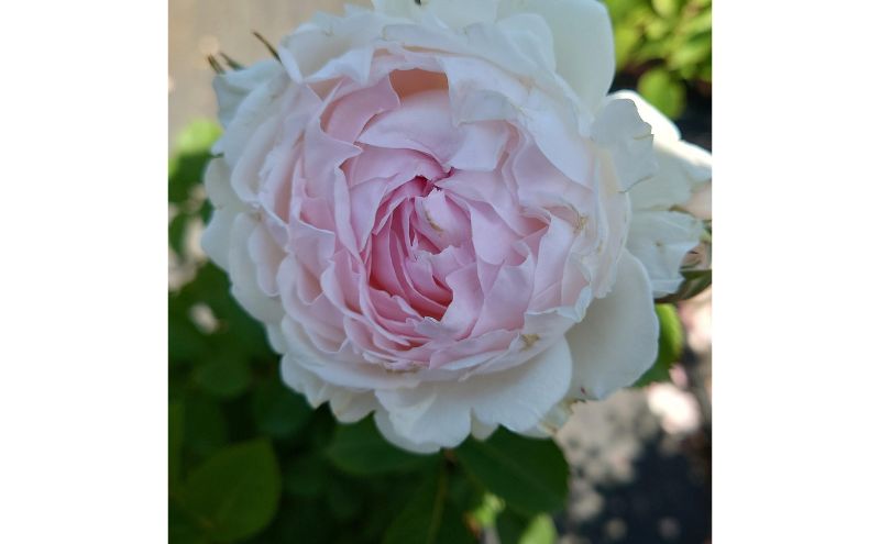 【Apple Roses】バラ苗『いのり』新苗育成苗6号ポット植え[52211011]