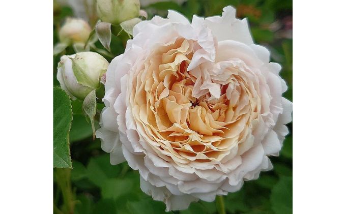 【Apple Roses】バラ苗『ミルフィオーリ』大苗6号ポット植え[52210934]