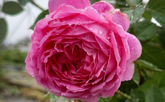 【Apple Roses】バラ苗『メルヘン・クーゲル』大苗6号ポット植え[52210935]