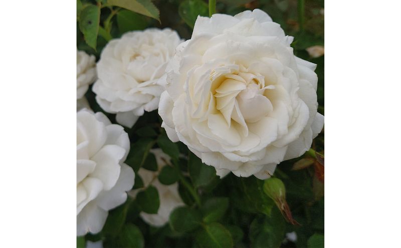 【Apple Roses】バラ苗『モーニング・ベルズ』大苗6号ポット植え[52210937]