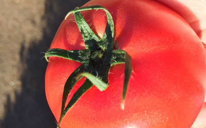 【完熟とまとの新井園】無添加!! トマトの加工品バラエティセット(無塩ジュース)[52210905]