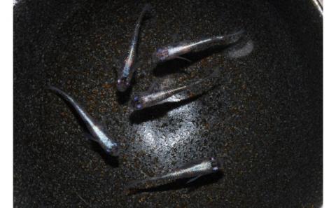 メダカ「紅灯系白虎(べにあかりけいびゃっこ)」5匹セット[52210546]