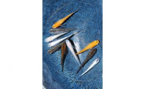 メダカ ミックス10匹セット[52210551]