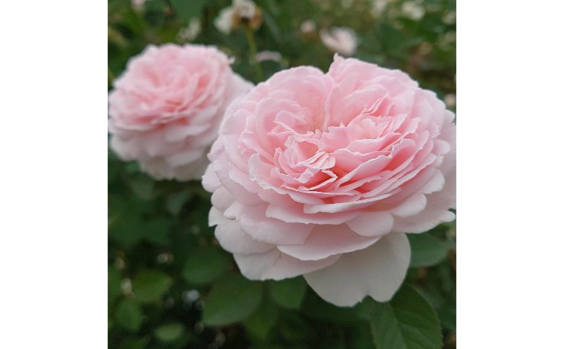 【Apple Roses】バラ苗『いのり』新苗育成苗6号ポット植え[52211011]