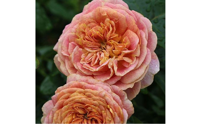 【Apple Roses】バラ苗『スピリット・オブ・ワンダー』大苗6号ポット植え[52210933]