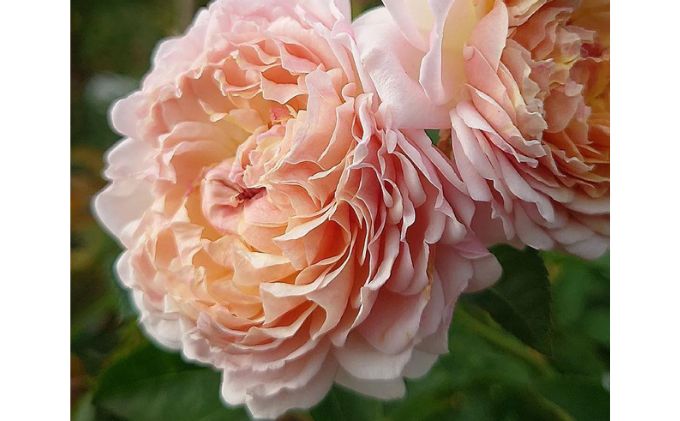 【Apple Roses】バラ苗『ミルフィオーリ』大苗6号ポット植え[52210934]