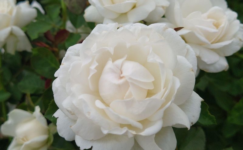 【Apple Roses】バラ苗『モーニング・ベルズ』大苗6号ポット植え[52210937]