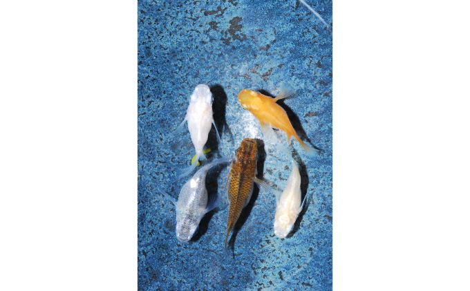 メダカ「ダルマメダカ」 ミックス5匹セット[52210550]