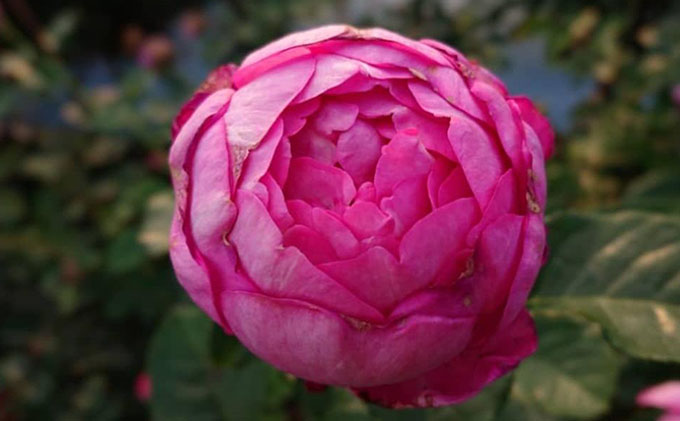 【Apple Roses】バラ苗『浮世』大苗6号ポット植え[52210662]