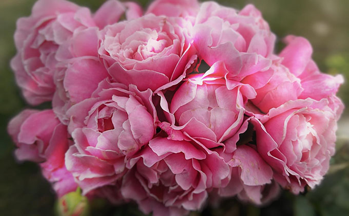 【Apple Roses】バラ苗『ストロベリー・スウィング』大苗6号ポット植え[52210664]