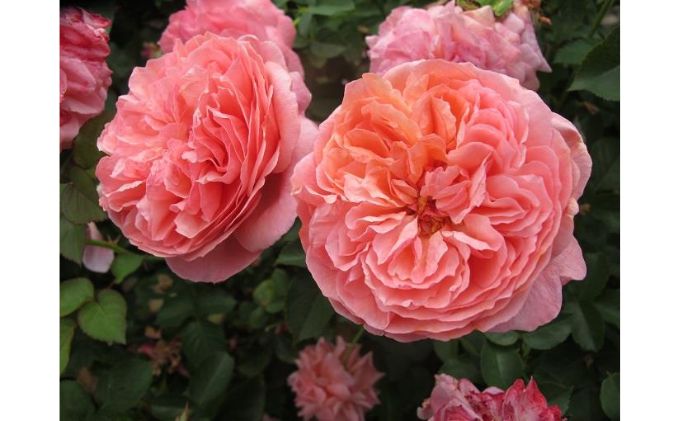 【Apple Roses】バラ苗『パウル・クレー』大苗6号ポット植え[52210780]