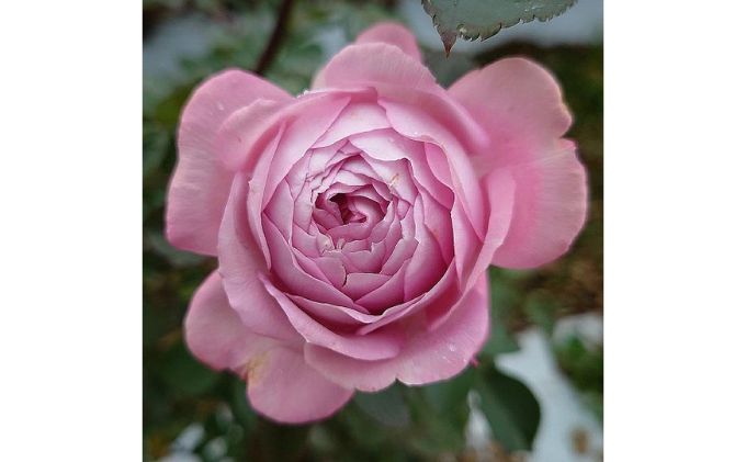 【Apple Roses】バラ苗『ラフ・メイカー』大苗6号ポット植え[52210782]