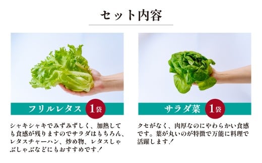 ＜洗わず食べられる・室内水耕栽培＞ レタス4種