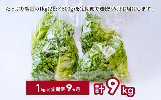 【定期便9ヵ月】 ＜洗わず食べられる・室内水耕栽培＞3種のレタス 1回1kg(500g×2袋)×9ヵ月