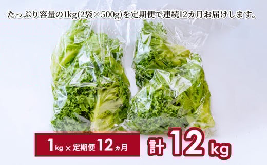 【定期便12ヵ月】 ＜洗わず食べられる・室内水耕栽培＞ 3種のレタス 1回1kg(500g×2袋)×12ヵ月