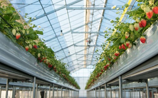 あまりん 【2パック×260g】まなこころ・葵