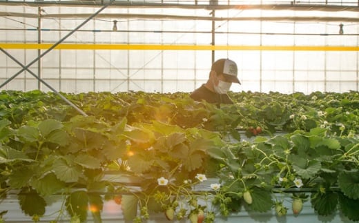 あまりん【2パック×280g】まなこころ・楓