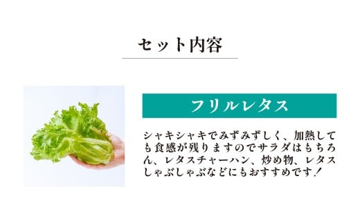 【定期便3ヵ月】 ＜洗わず食べられる・室内水耕栽培＞ 3種のレタス 1回1kg(500g×2袋)×3ヵ月