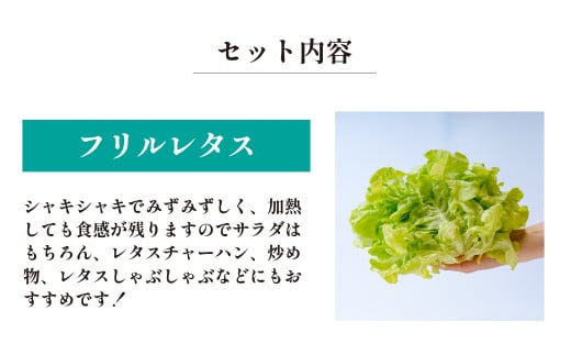 ＜洗わず食べられる・室内水耕栽培＞ レタス3種詰めわせ 500g×2パック 合計1kg